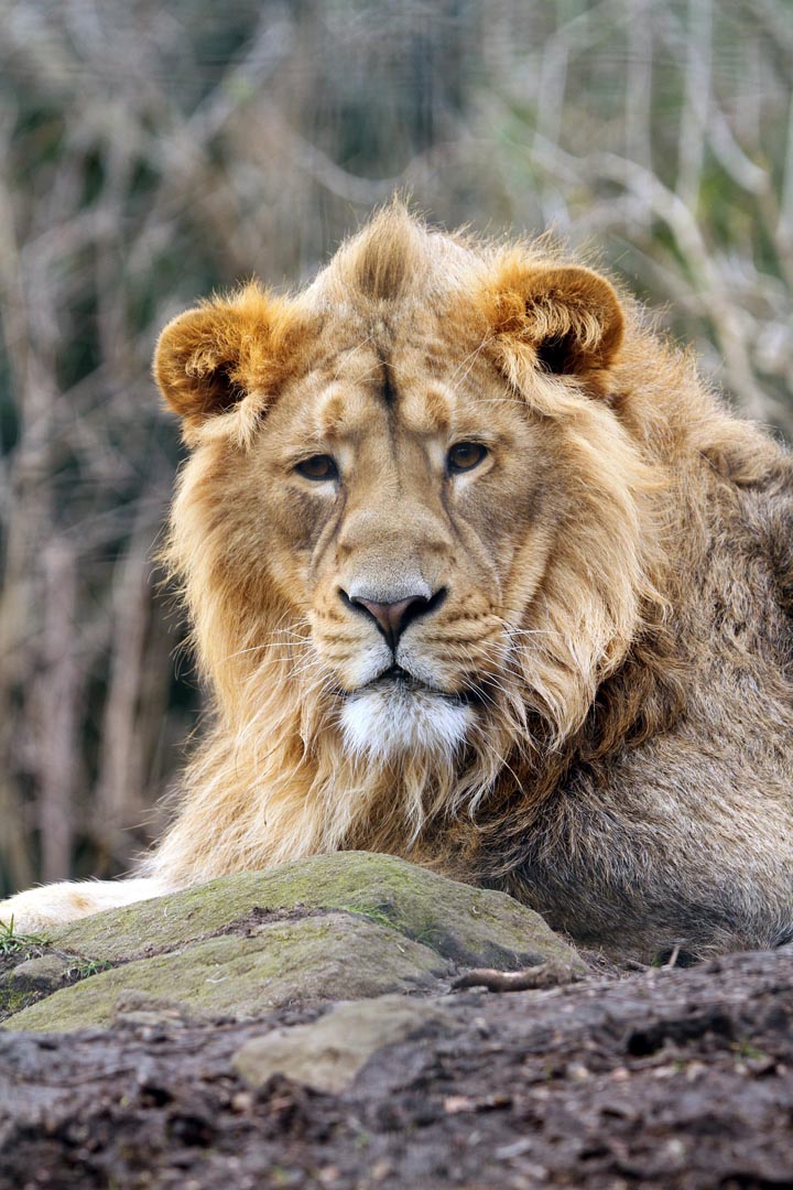 Asiatic lion Kushanu looking at the camera (eye contact) IMAGE: Amy Middleton (2022)
